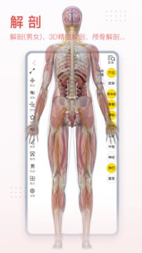 3DBody解剖純凈版